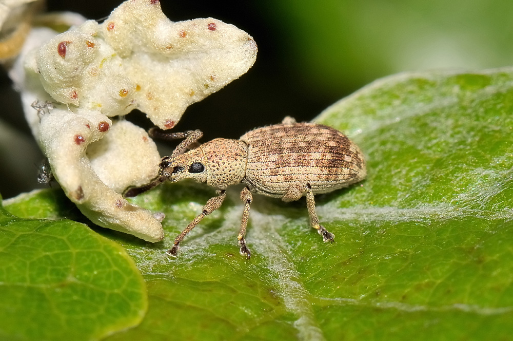 Curculionidae:  Simo hirticornis